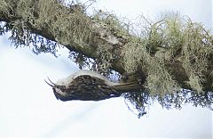 Eurasian Treecreeper